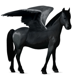pegasus pony quarter pony black