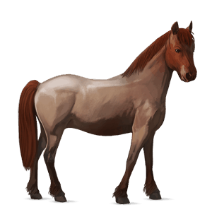 pony newfoundland pony strawberry roan