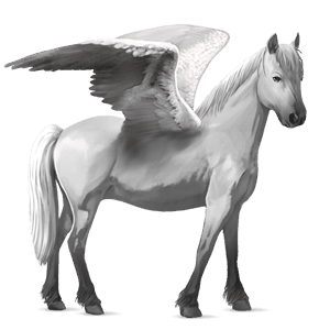 pegasus pony newfoundland pony light gray