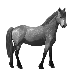 pony quarter pony dapple gray