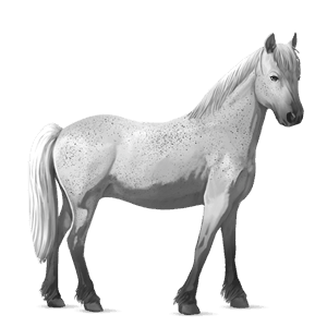 pony fjord rodblakk