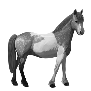 draft horse dapple gray