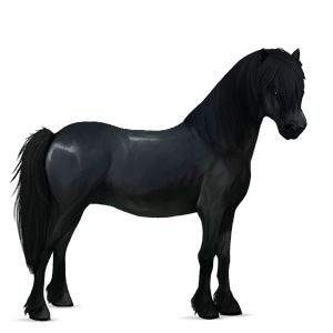 pony newfoundland pony black