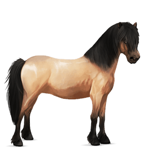 pony highland pony dun