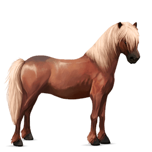 pony fjord brunblakk