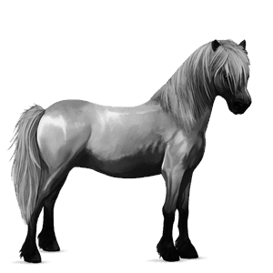 pony highland pony light gray
