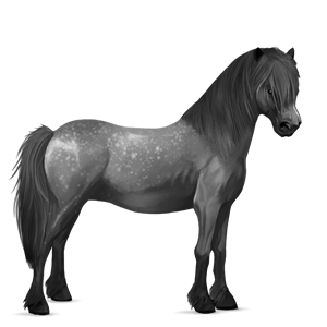 pony highland pony light gray