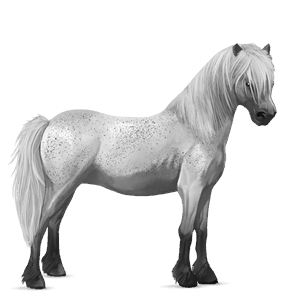 pony shetland chestnut