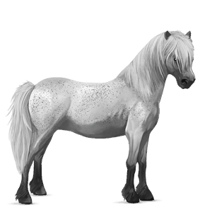 pony connemara dapple gray