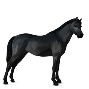pony connemara black