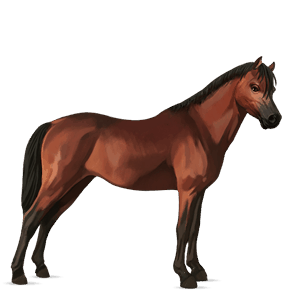 riding horse selle français strawberry roan