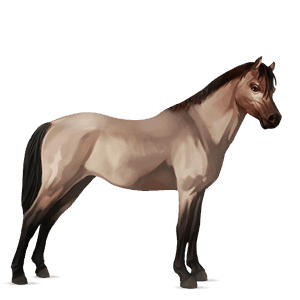 pony quarter pony roan