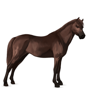 pony connemara liver chestnut