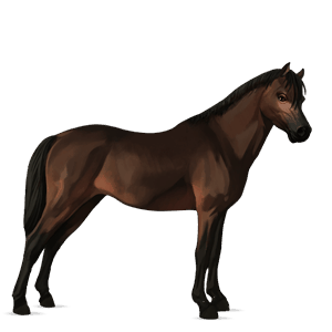 riding horse selle français dark bay