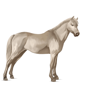 pony welsh chestnut