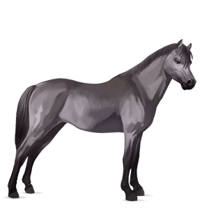 pony quarter pony mouse gray