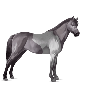 pony shetland dark bay