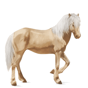 riding horse vanner palomino