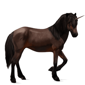 riding unicorn icelandic horse dark bay