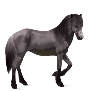 riding horse icelandic horse dapple gray
