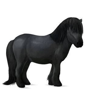 pony black