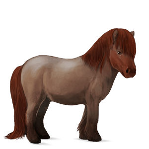 pony shetland dark bay tobiano