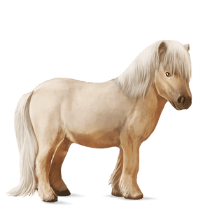 pony shetland palomino