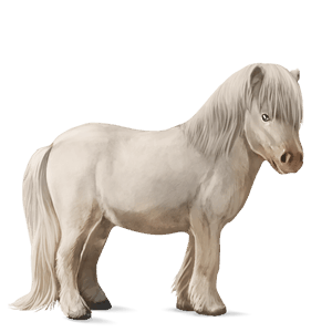 pony shetland dapple gray