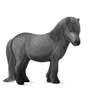pony dapple gray