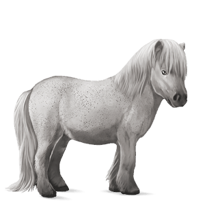 pony bay
