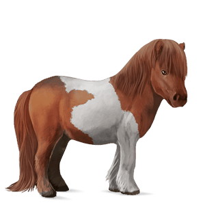 pony shetland cherry bay