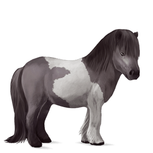 pony welsh chestnut