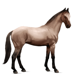 riding horse irish hunter roan