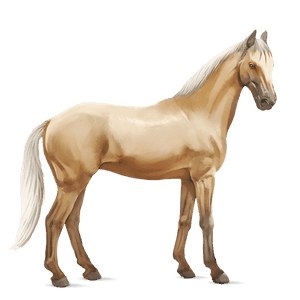 riding horse quarter horse strawberry roan