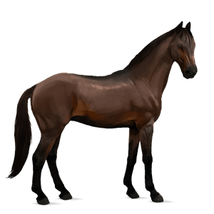riding horse irish hunter dark bay
