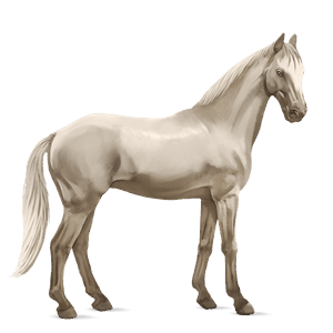 riding horse thoroughbred black