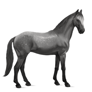 riding horse arabian horse light gray