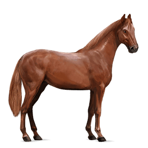 riding horse irish hunter chestnut
