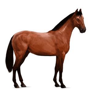 riding horse selle français liver chestnut