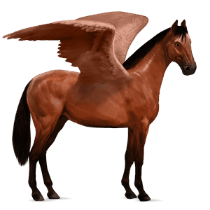 riding pegasus argentinean criollo cherry bay