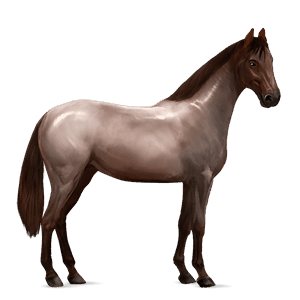 riding horse appaloosa chestnut leopard 