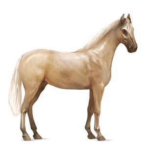 riding horse appaloosa chestnut spotted blanket 