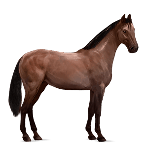 riding horse kwpn liver chestnut