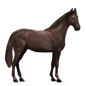 riding horse akhal-teke dapple gray