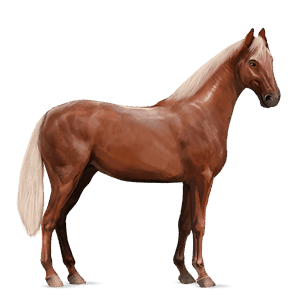 riding horse friesian black