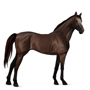 riding horse purebred spanish horse light gray