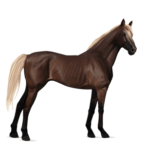 riding horse mustang liver chestnut