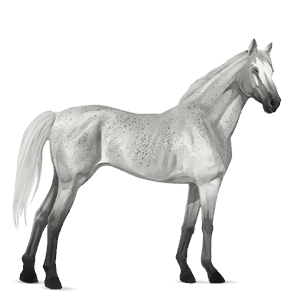 riding horse roan