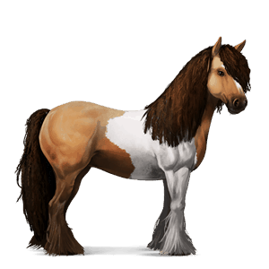 riding horse black