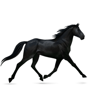 riding horse black leopard 